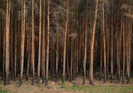 Nous comprenons quel est le seuil qui déclenche la réponse à la sécheresse des forêts