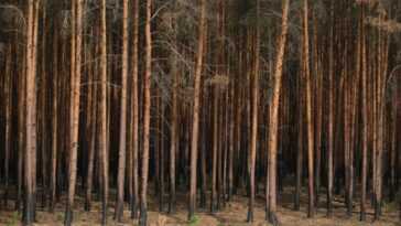Nous comprenons quel est le seuil qui déclenche la réponse à la sécheresse des forêts 19 Nous comprenons quel est le seuil qui déclenche la réponse à la sécheresse des forêts