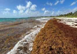 Amas de millions de tonnes d'algues nauséabondes en direction des côtes américaines
