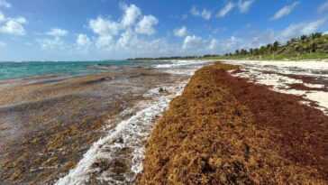 Amas de millions de tonnes d'algues nauséabondes en direction des côtes américaines 4 Amas de millions de tonnes d'algues nauséabondes en direction des côtes américaines