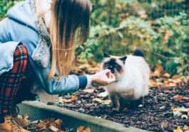 On sait maintenant combien il en coûte pour garder un chat toute sa vie