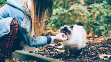 On sait maintenant combien il en coûte pour garder un chat toute sa vie 2 On sait maintenant combien il en coûte pour garder un chat toute sa vie