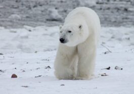 Primo orso polare morto per influenza aviaria: a rischio l’intera specie