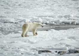 D'ici 2060, 30% des ours polaires risquent de disparaître : le WWF met en garde