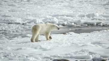 D'ici 2060, 30% des ours polaires risquent de disparaître : le WWF met en garde 30 D'ici 2060, 30% des ours polaires risquent de disparaître : le WWF met en garde