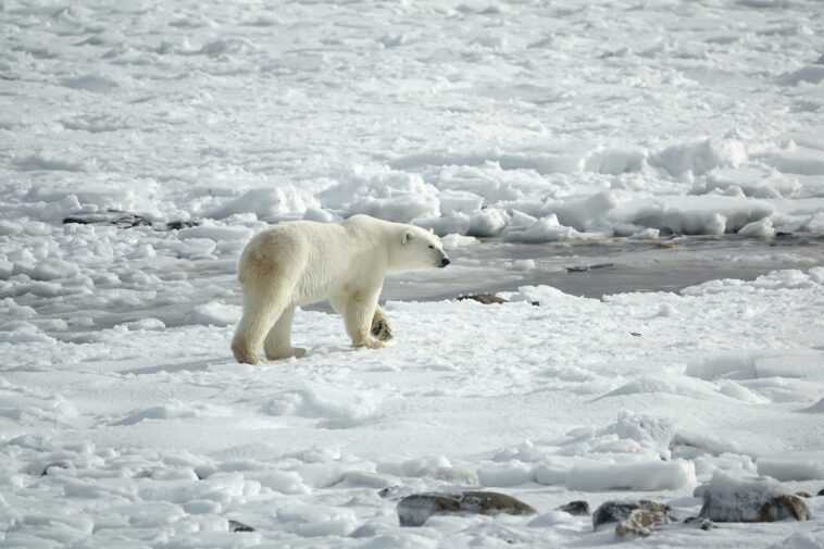 D'ici 2060, 30% des ours polaires risquent de disparaître : le WWF met en garde 1 D'ici 2060, 30% des ours polaires risquent de disparaître : le WWF met en garde