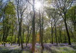 Que savons-nous des arbres qui ont été génétiquement modifiés pour capturer plus de dioxyde de carbone de l'air 94 Que savons-nous des arbres qui ont été génétiquement modifiés pour capturer plus de dioxyde de carbone de l'air