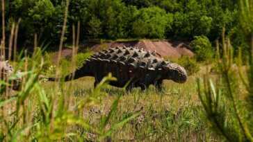 Les dinosaures ankylosaures pourraient chanter comme des oiseaux, selon une étude 26 Les dinosaures ankylosaures pourraient chanter comme des oiseaux, selon une étude
