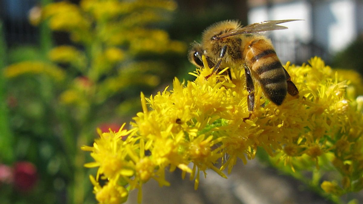 Pourquoi ces plantes peuvent être définies intelligentes, selon les scientifiques 2 Apre su verge d'or haute. Crédit : wikipedia