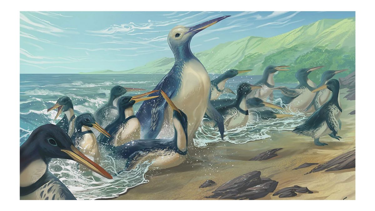 Découverte des restes fossiles d'un gigantesque pingouin préhistorique : il était aussi gros qu'un gorille 2 Illustration de deux espèces de manchots géants nouvellement découvertes : Kumimanu fordycei et Petradyptes stonehousei. Crédit : Simone Giovanardi