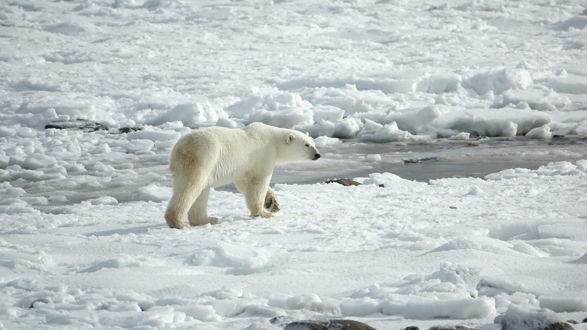 Adieu à la banquise arctique en été d'ici 10 ans : sombre prédiction des scientifiques 2 Dici 2060 30 des ours polaires risquent de disparaitre