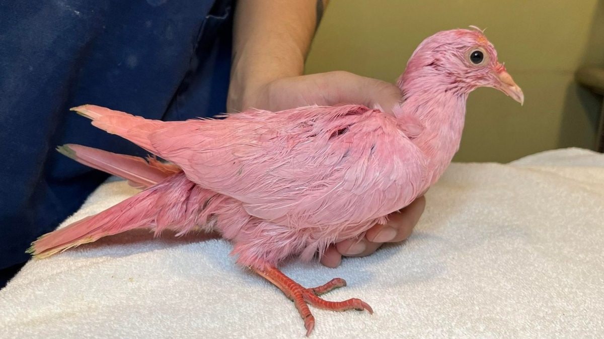 Le pigeon teint en rose pour la "révélation du genre" d'un enfant est l'emblème de notre stupidité 2 Le pigeon rose