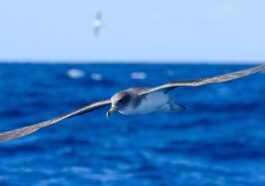 Découverte de la plasticose, une nouvelle maladie chez les oiseaux marins causée par le plastique seul