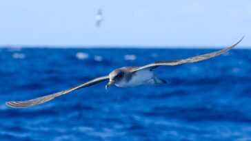 Découverte de la plasticose, une nouvelle maladie chez les oiseaux marins causée par le plastique seul 10 Découverte de la plasticose, une nouvelle maladie chez les oiseaux marins causée par le plastique seul