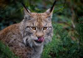 La Suède a autorisé les chasseurs à tuer 201 lynx en mars, pour des trophées et des peaux