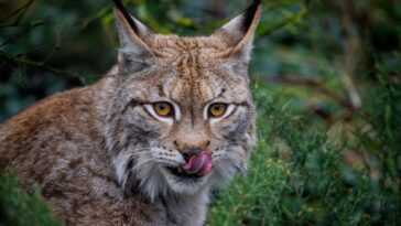La Suède a autorisé les chasseurs à tuer 201 lynx en mars, pour des trophées et des peaux 9 La Suède a autorisé les chasseurs à tuer 201 lynx en mars, pour des trophées et des peaux