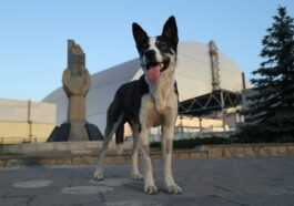 Les chiens de Tchernobyl sont génétiquement distincts de ceux vivant ailleurs dans le monde