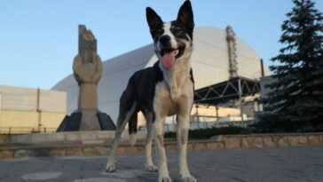 Les chiens de Tchernobyl sont génétiquement distincts de ceux vivant ailleurs dans le monde 8 Les chiens de Tchernobyl sont génétiquement distincts de ceux vivant ailleurs dans le monde