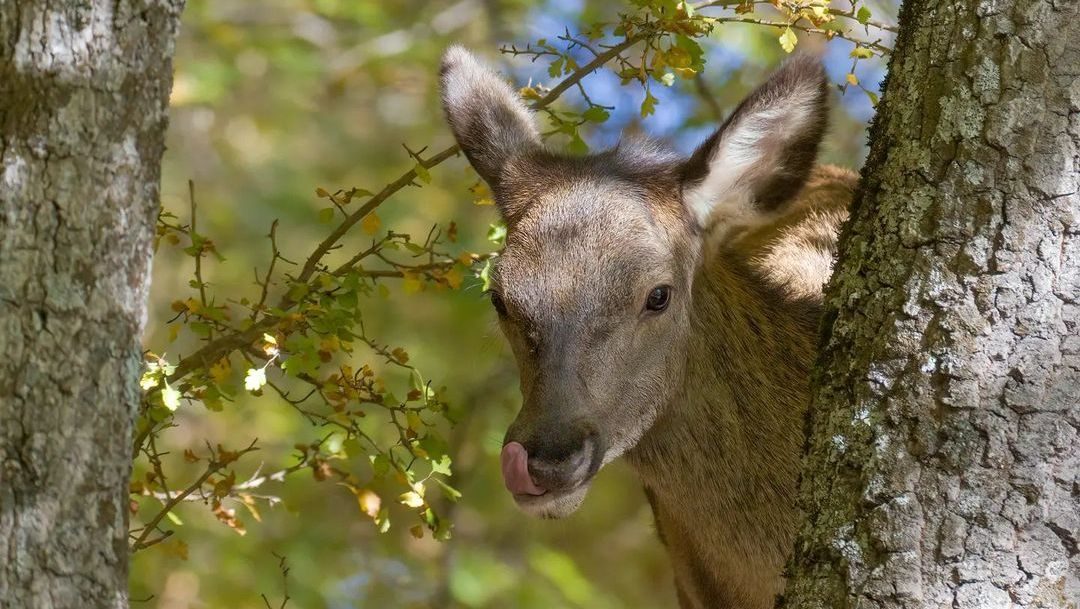 Dans les Abruzzes, il existe un lieu de conte de fées connu sous le nom de "Borgo parmi les cerfs": Villetta Barrea 3 Un jeune cerf. Crédit : Andrea Centini