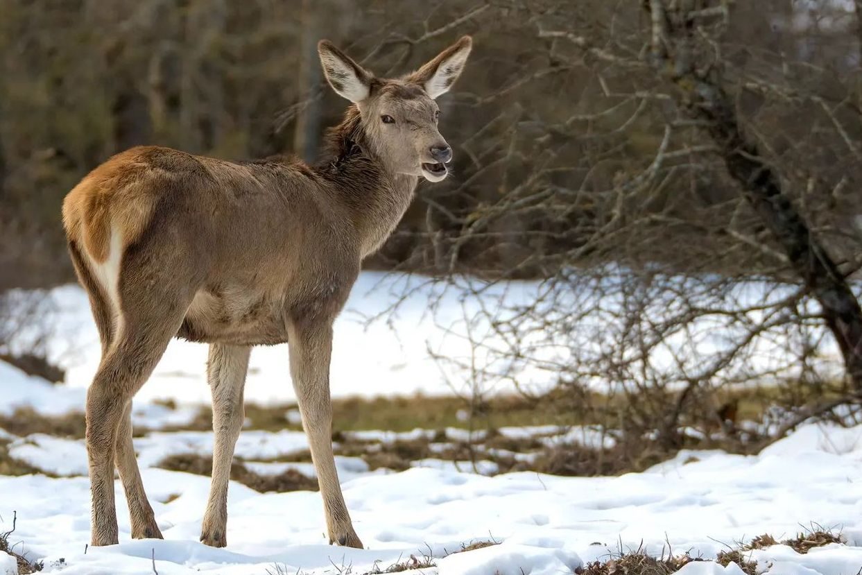 Dans les Abruzzes, il existe un lieu de conte de fées connu sous le nom de "Borgo parmi les cerfs": Villetta Barrea 4 Une biche dans la neige. Crédit : Andrea Centini