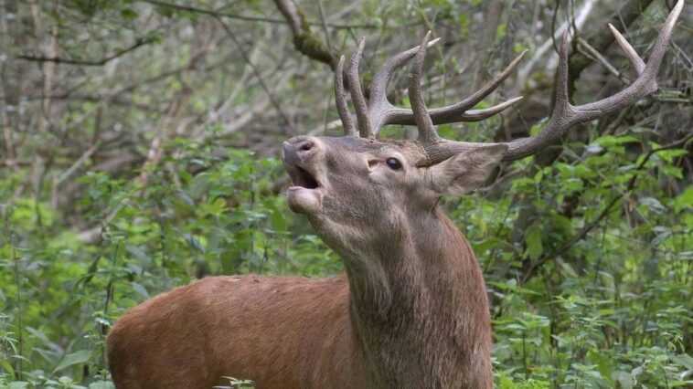 Dans les Abruzzes, il existe un lieu de conte de fées connu sous le nom de "Borgo parmi les cerfs": Villetta Barrea 1 Dans les Abruzzes, il existe un lieu de conte de fées connu sous le nom de "Borgo parmi les cerfs": Villetta Barrea