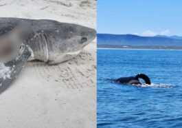 Deux orques ont attaqué et tué 17 requins en seulement deux heures