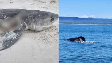 Deux orques ont attaqué et tué 17 requins en seulement deux heures 3 Deux orques ont attaqué et tué 17 requins en seulement deux heures