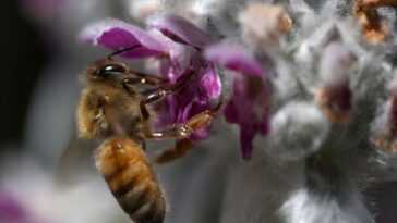 Une nouvelle technique nous permet d'observer comment les abeilles pensent 1 Une nouvelle technique nous permet d'observer comment les abeilles pensent