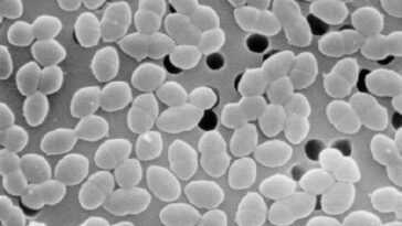 Nous savons peut-être pourquoi certaines bactéries sont devenues résistantes même au dernier antibiotique efficace