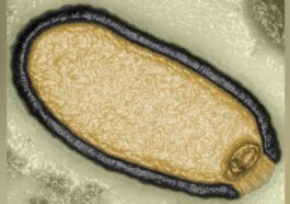 Virus "zombie" vieux de 50 000 ans réveillé toujours contagieux : les risques dus à la crise climatique
