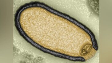 Virus "zombie" vieux de 50 000 ans réveillé toujours contagieux : les risques dus à la crise climatique
