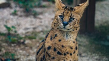 Beau serval trouvé sur un arbre aux USA : le félin africain était positif à la cocaïne