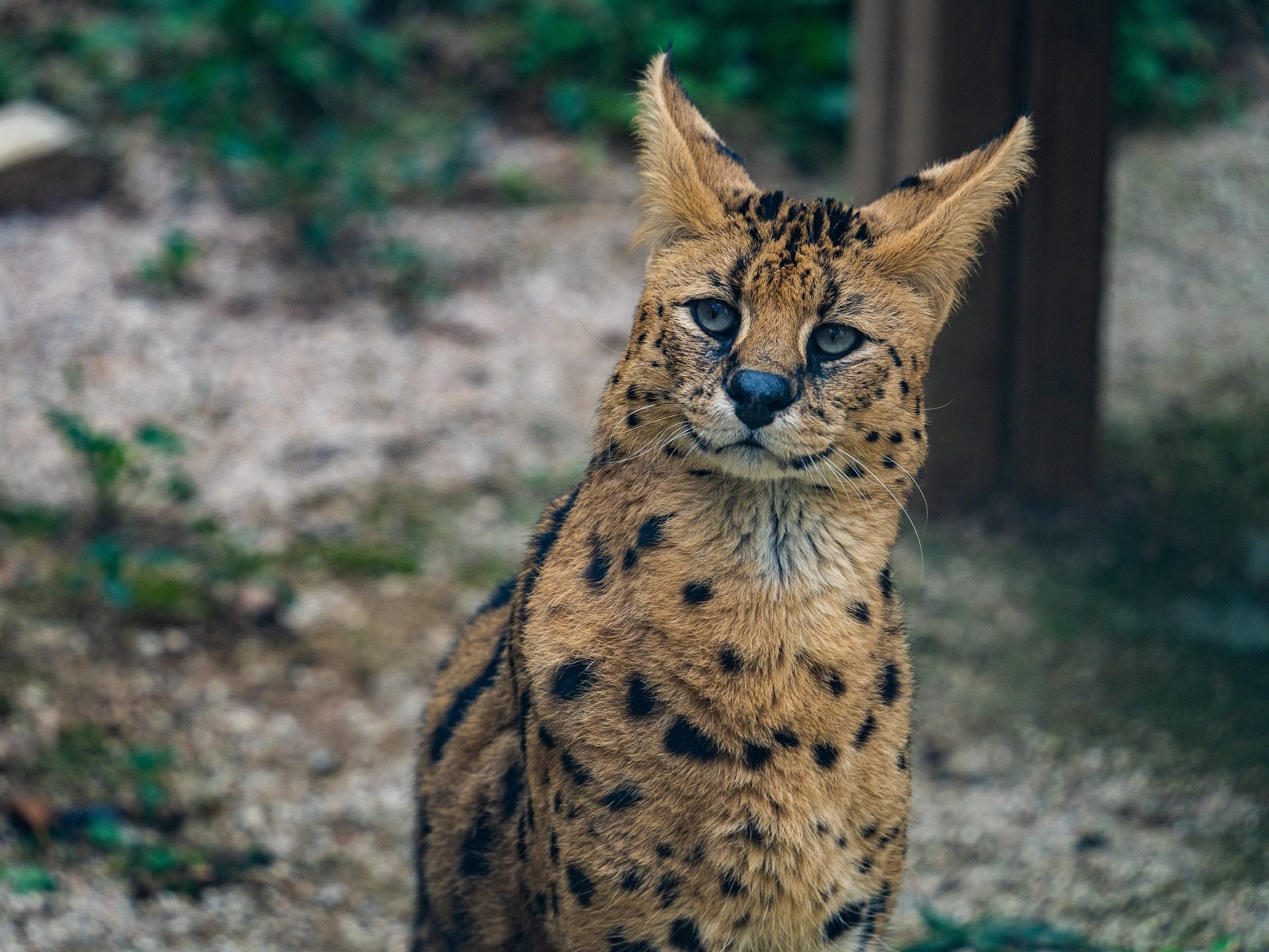 Beau serval trouvé sur un arbre aux USA : le félin africain était positif à la cocaïne