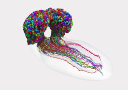 Obtention de la carte la plus complexe et la plus incroyable d'un cerveau : elle contient tous les neurones et synapses