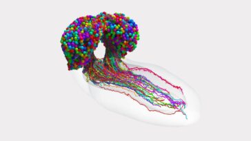 Obtention de la carte la plus complexe et la plus incroyable d'un cerveau : elle contient tous les neurones et synapses