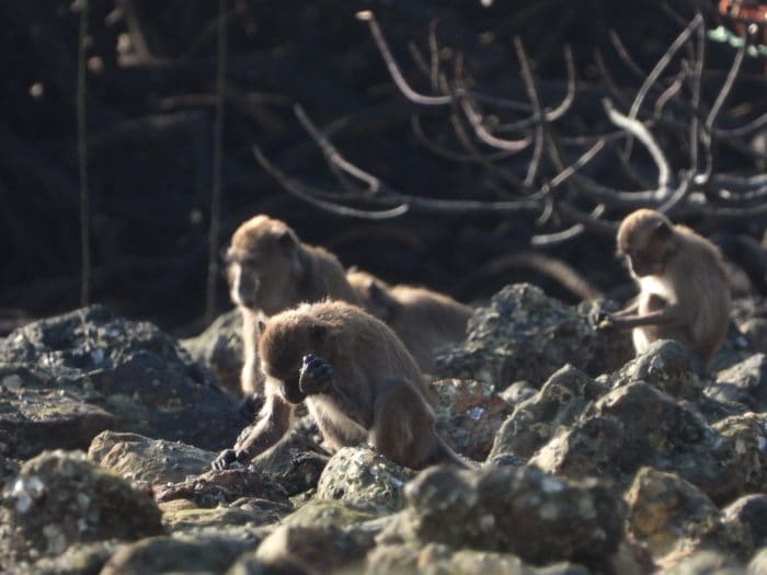 Les singes créent des "outils" identiques à ceux des premiers hominidés : des théories évolutives à revoir 3 Un macaque utilisant une pierre pour casser la coquille d'une noix. Crédit : Lydia V. Luncz