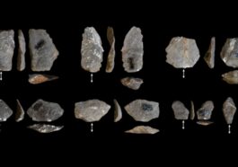Les singes créent des "outils" identiques à ceux des premiers hominidés : des théories évolutives à revoir