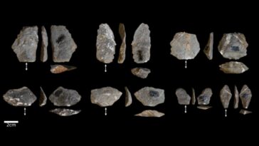 Les singes créent des "outils" identiques à ceux des premiers hominidés : des théories évolutives à revoir