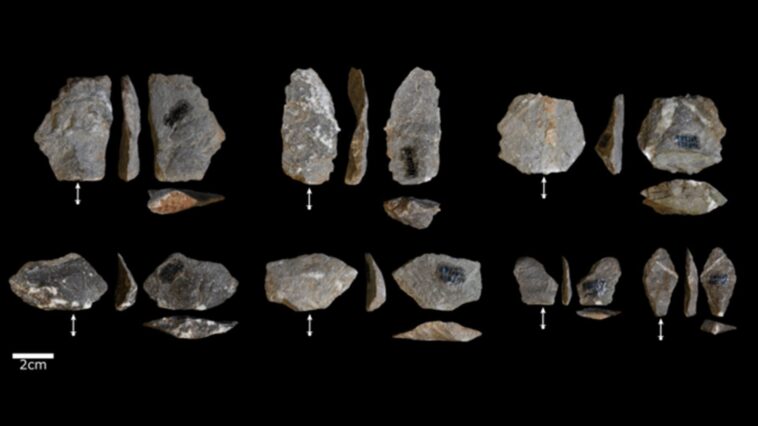 Les singes créent des "outils" identiques à ceux des premiers hominidés : des théories évolutives à revoir 1 Les singes créent des "outils" identiques à ceux des premiers hominidés : des théories évolutives à revoir