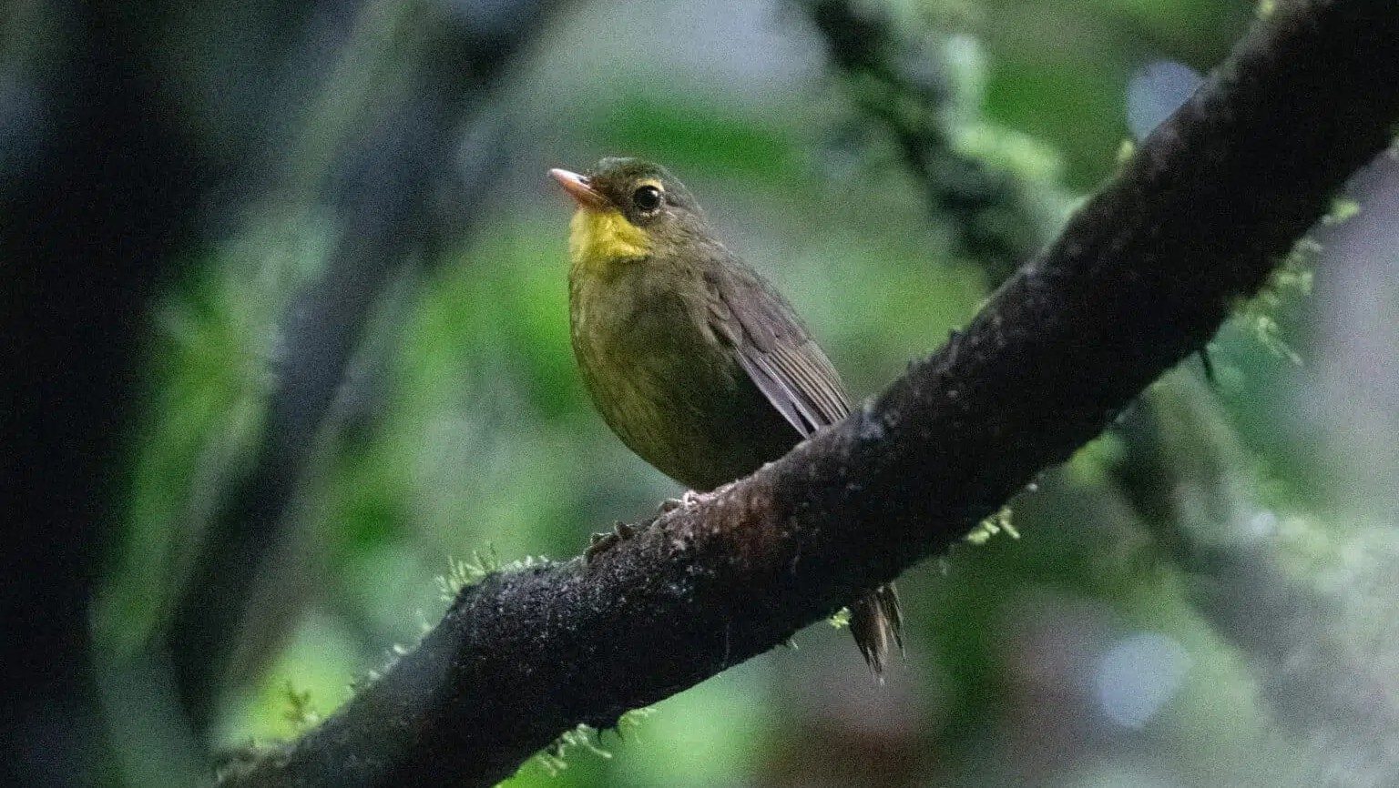 Oiseau très rare disparu il y a 24 ans redécouvert dans une forêt dense à Madagascar