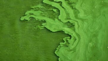 Les algues pourraient être la nouvelle arme de Microsoft dans la lutte contre sa propre empreinte carbone 20 Algae may be Microsoft