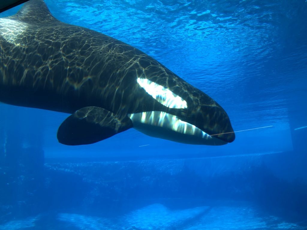 Au revoir Kiska, l'orque la plus solitaire du monde est décédée après 44 ans de captivité : elle est enfin libre 3 Crédit : DolphinProject.com