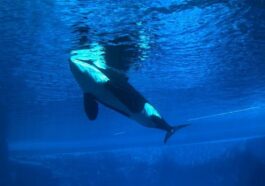 Au revoir Kiska, l'orque la plus solitaire du monde est décédée après 44 ans de captivité : elle est enfin libre