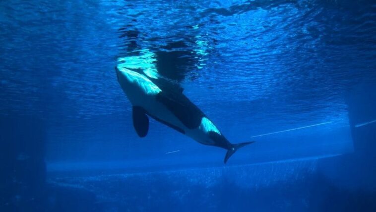 Au revoir Kiska, l'orque la plus solitaire du monde est décédée après 44 ans de captivité : elle est enfin libre 1 Au revoir Kiska, l'orque la plus solitaire du monde est décédée après 44 ans de captivité : elle est enfin libre