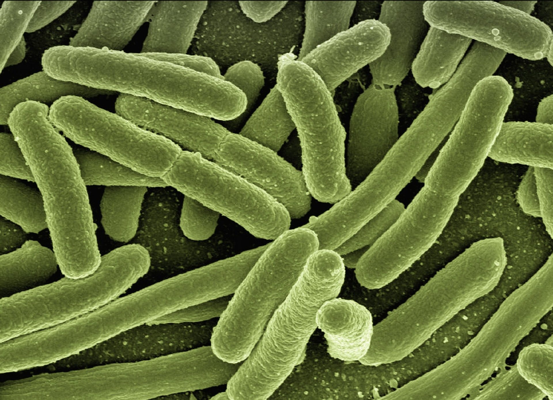 Cancer, les "bonnes" bactéries attirent les cellules immunitaires vers les tumeurs et aident à les détruire
