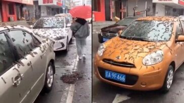 Le mystère des vers qui « pleuvent du ciel » : ce qui se passe dans les rues de Pékin 28 Le mystère des vers qui « pleuvent du ciel » : ce qui se passe dans les rues de Pékin