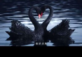 La preuve d'image Huawei P60 révèle son n ° 1 dans le monde