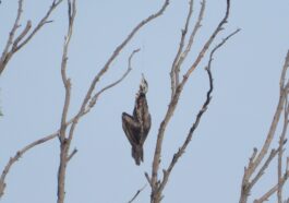 Cormoran « pendu » à un arbre par une ligne de pêche