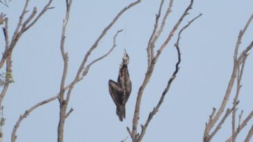 Cormoran « pendu » à un arbre par une ligne de pêche 23 Cormoran « pendu » à un arbre par une ligne de pêche
