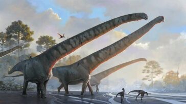 Le dinosaure au cou le plus long a été découvert : entre la tête et le corps il y avait plus de 15 mètres 21 Le dinosaure au cou le plus long a été découvert : entre la tête et le corps il y avait plus de 15 mètres